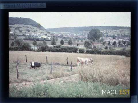 Vaches dans un champ (Maron)