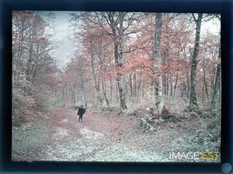 Homme en forêt (Meurthe-et-Moselle)
