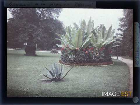 Parterre de fleurs (Nancy)