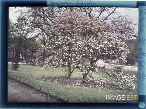 Magnolias (Nancy)