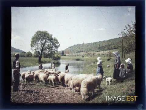 Troupeau de moutons (Meurthe-et-Moselle)
