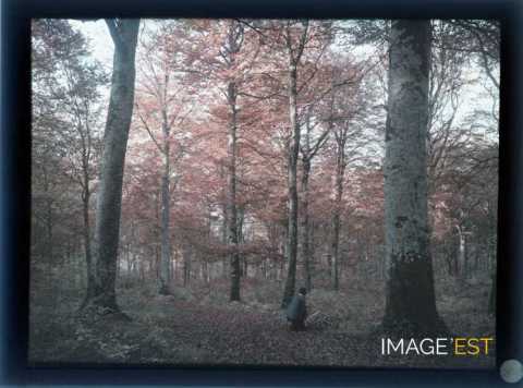 Homme en forêt (Meurthe-et-Moselle)