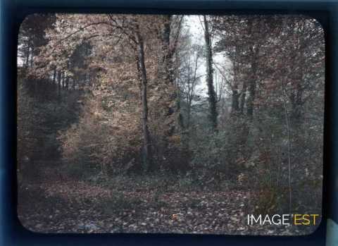 Paysage forestier (Meurthe-et-Moselle)