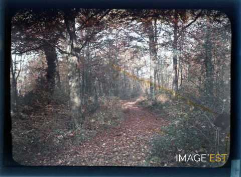 Paysage forestier (Meurthe-et-Moselle)