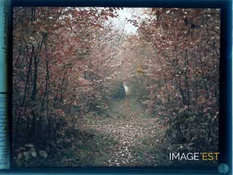 Paysage forestier (Meurthe-et-Moselle)