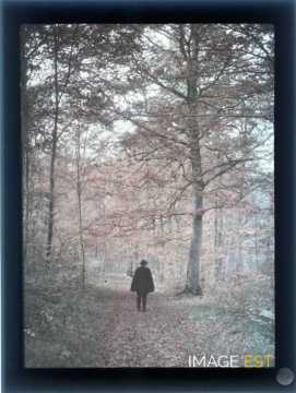 Homme en forêt  (Meurthe-et-Moselle)