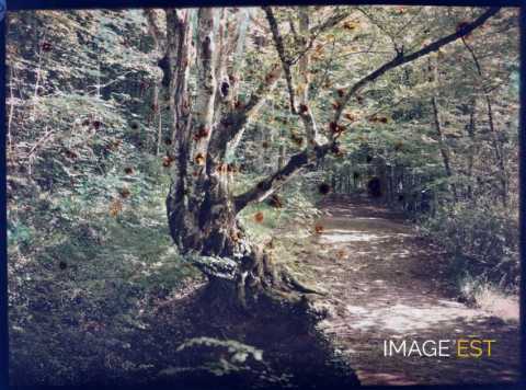Arbre au bord d'un sentier