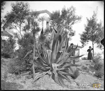 Une agave (Saint-Raphaël)