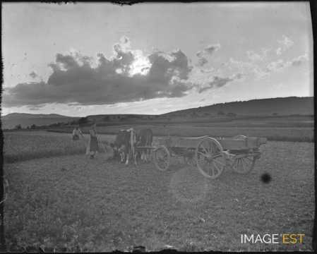 Moisson (Vosges)