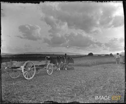 Moisson (Vosges)