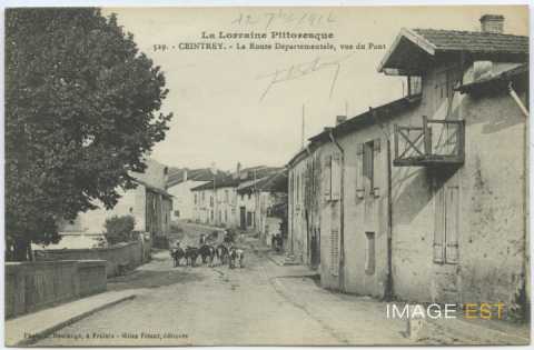 Troupeau de vaches (Ceintrey)