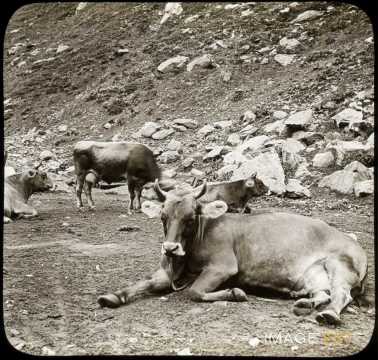 Vaches au pâturage (Suisse)