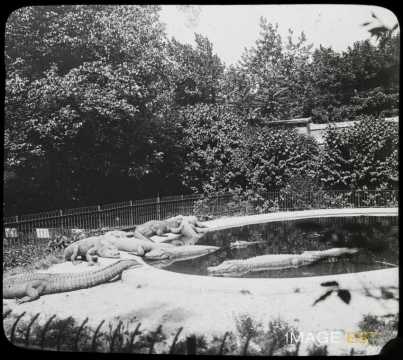 Jardin des Plantes (Paris)