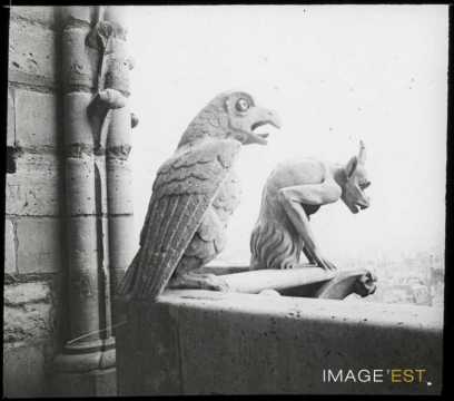 Gargouilles de Notre-Dame (Paris)