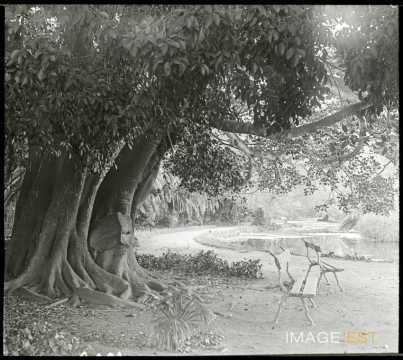 Un jardin (Alger)