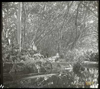 Un jardin (Alger)