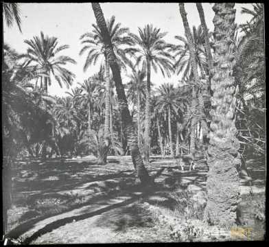 Oasis (Beskra)