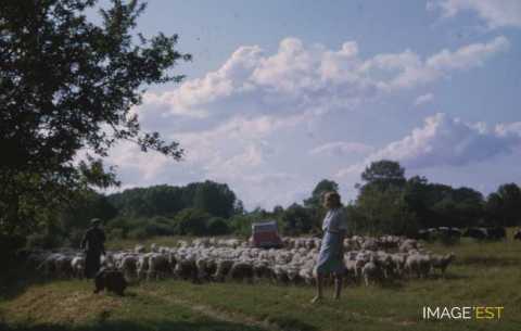 Scène de la vie rurale