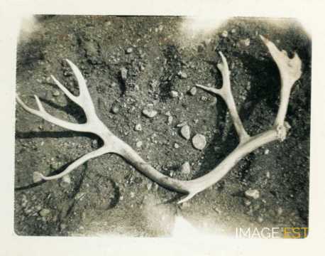 Corne de caribou (Sondre Stromfjord)