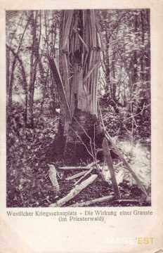 Arbre déchiqueté  (Montauville)