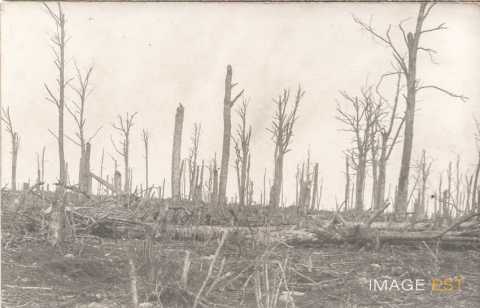 Forêt animée  (Bois-le-Prêtre)