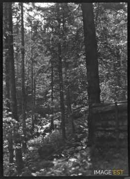 Ruisseau dans une forêt