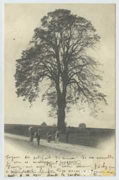 Bel arbre (Longwy)