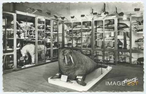 Musée de zoologie (Nancy)