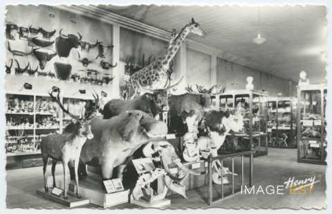 Musée de zoologie (Nancy)