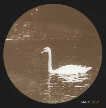 Cygne (Bad Nauheim)