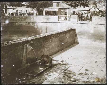 Fosse aux ours (Berne)