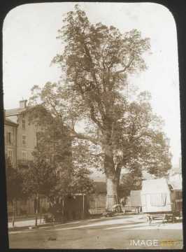 Tilleul (Gérardmer)