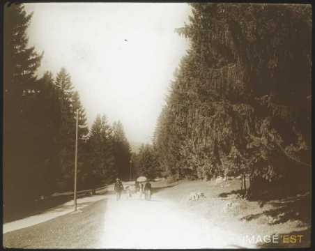 Route de forêt (Les Rasses)
