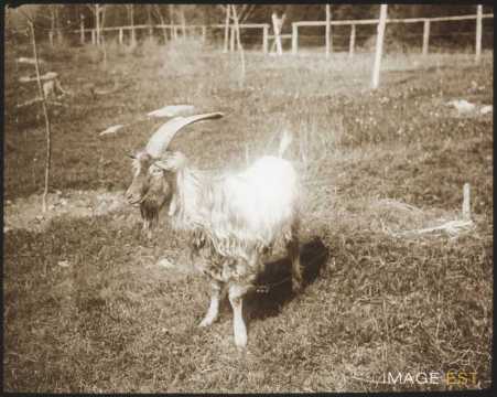 Bouc (Les Rasses)