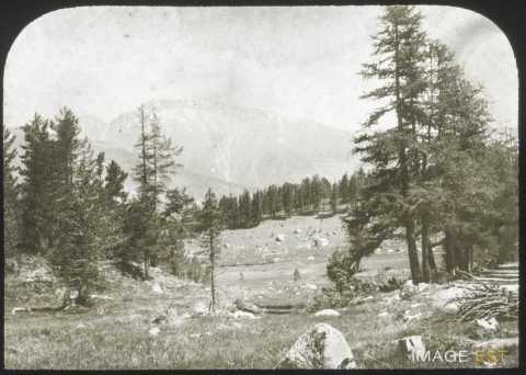 Pâturage (Saint-Moritz)