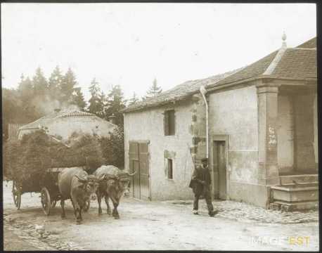 Attelage de boeufs (Lamarche)