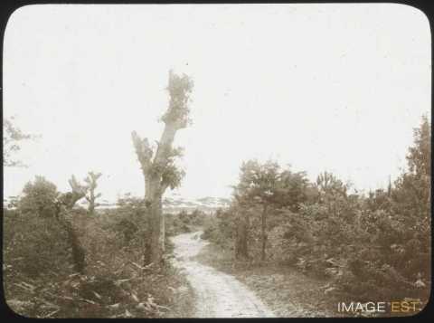 Pinède de Classe (Ravenne)