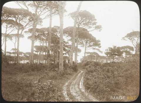 Pinède de Classe (Ravenne)
