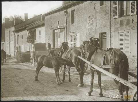 Chevaux (Gondreville)