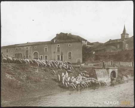 Berger et son troupeau (Gondreville)