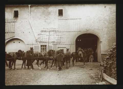 Chevaux à l'écurie (Ville-sur-Illon)