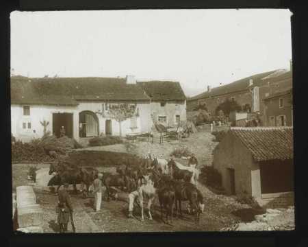 Chevaux (Ville-sur-Illon)