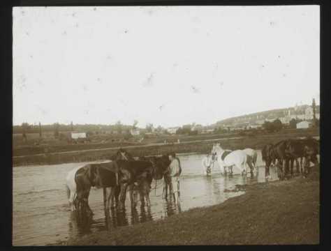 Chevaux et militaires (Art-sur-Meurthe)