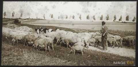 Troupeau de porcs (Gigney)