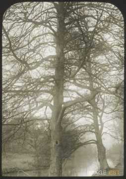 Arbre et cours d'eau (Longuyon)