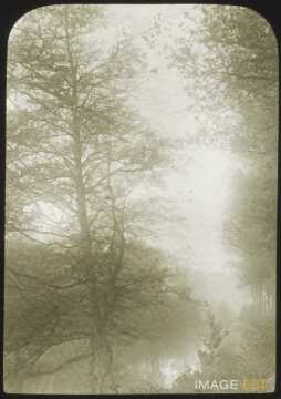 Arbre et cours d'eau (Longuyon)