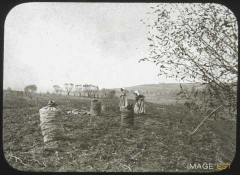 Récolte de pommes de terre (Gigney)