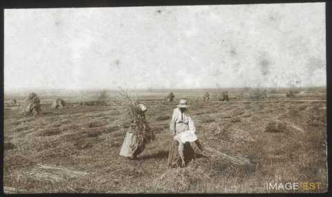Moisson (Gigney)