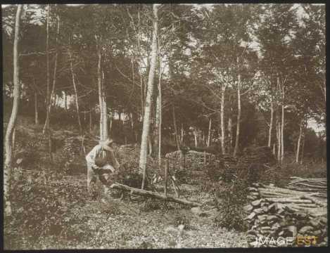 Bûcheron au travail (Gondreville)