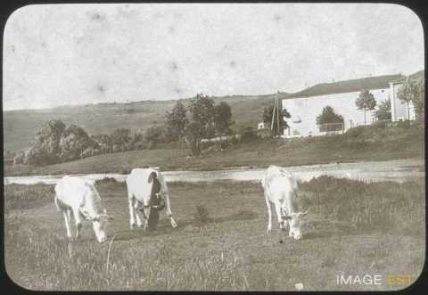 Vaches au pâturage (Gigney)